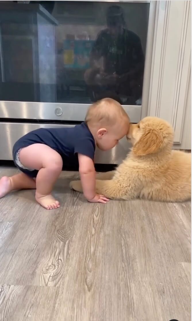 ゴールデンレトリーバー,動画