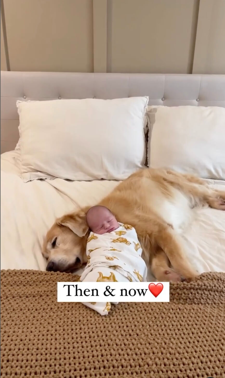 ゴールデンレトリーバー,動画