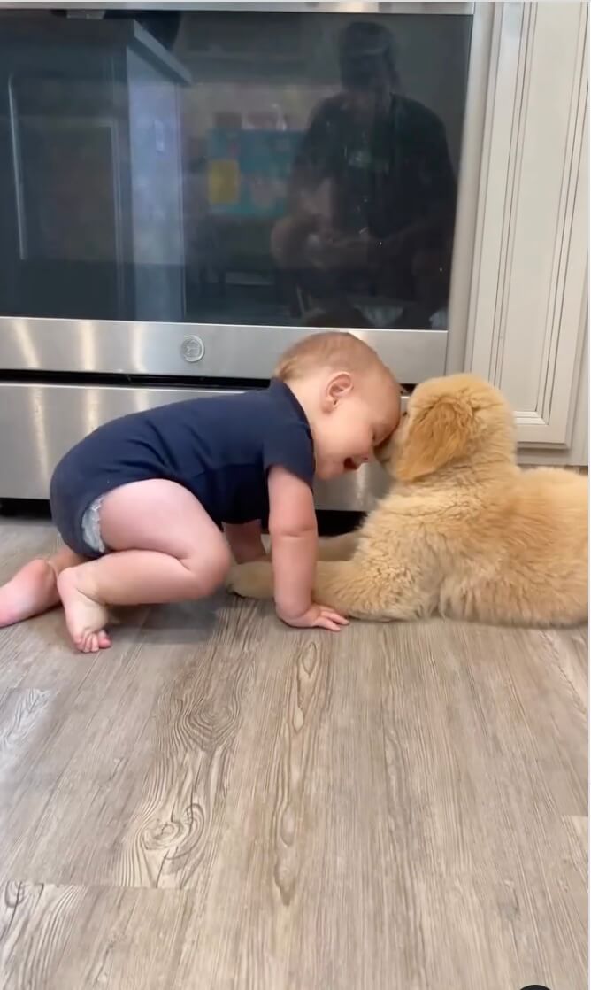 ゴールデンレトリーバー,動画