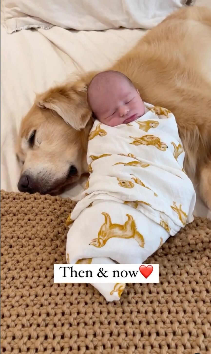 ゴールデンレトリーバー,動画