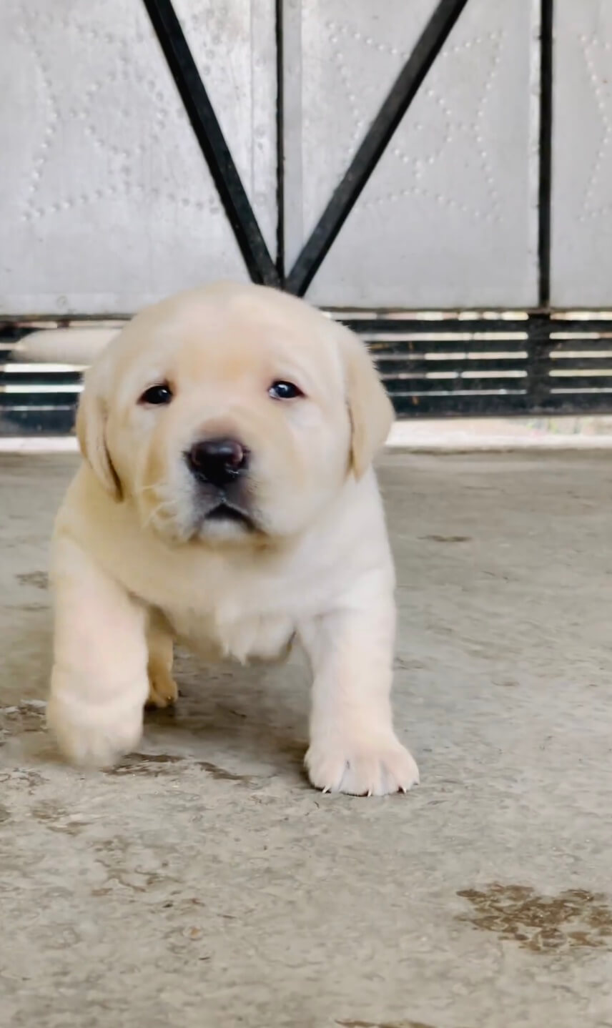 ラブラドールレトリーバー,動画