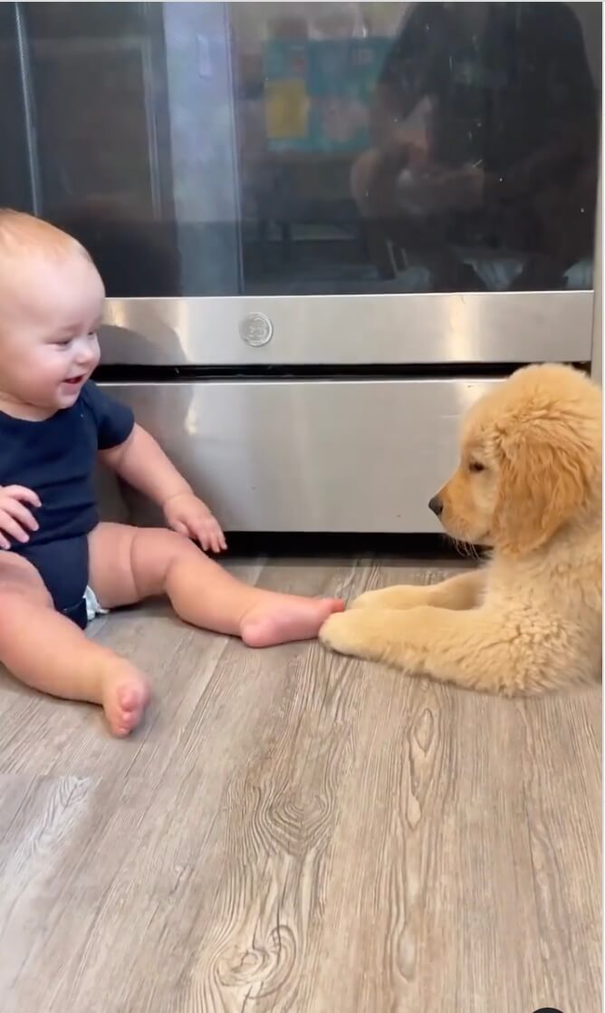 ゴールデンレトリーバー,動画