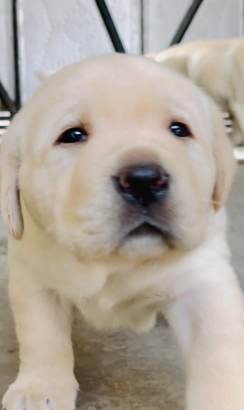 ラブラドールレトリーバー,動画