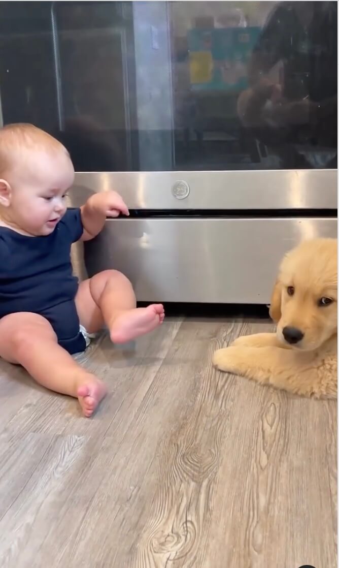 ゴールデンレトリーバー,動画