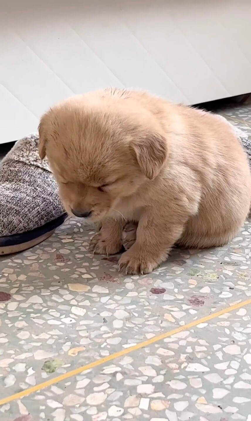 ゴールデンレトリーバー,動画