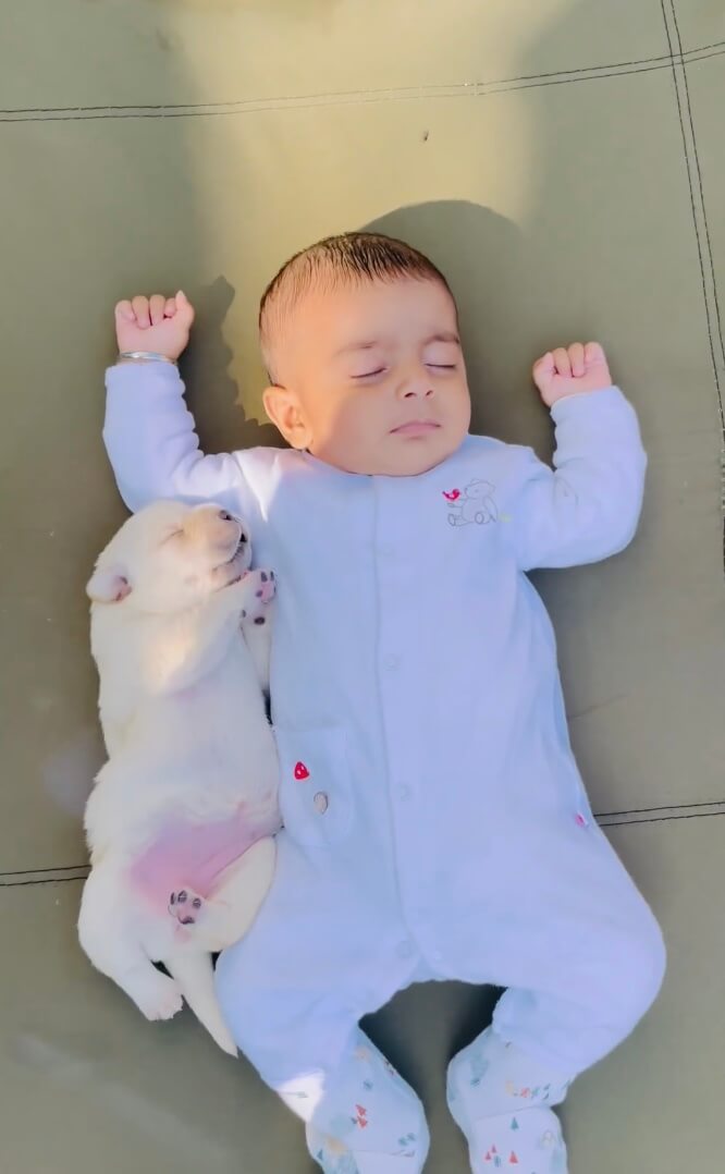 ラブラドールレトリーバー,動画