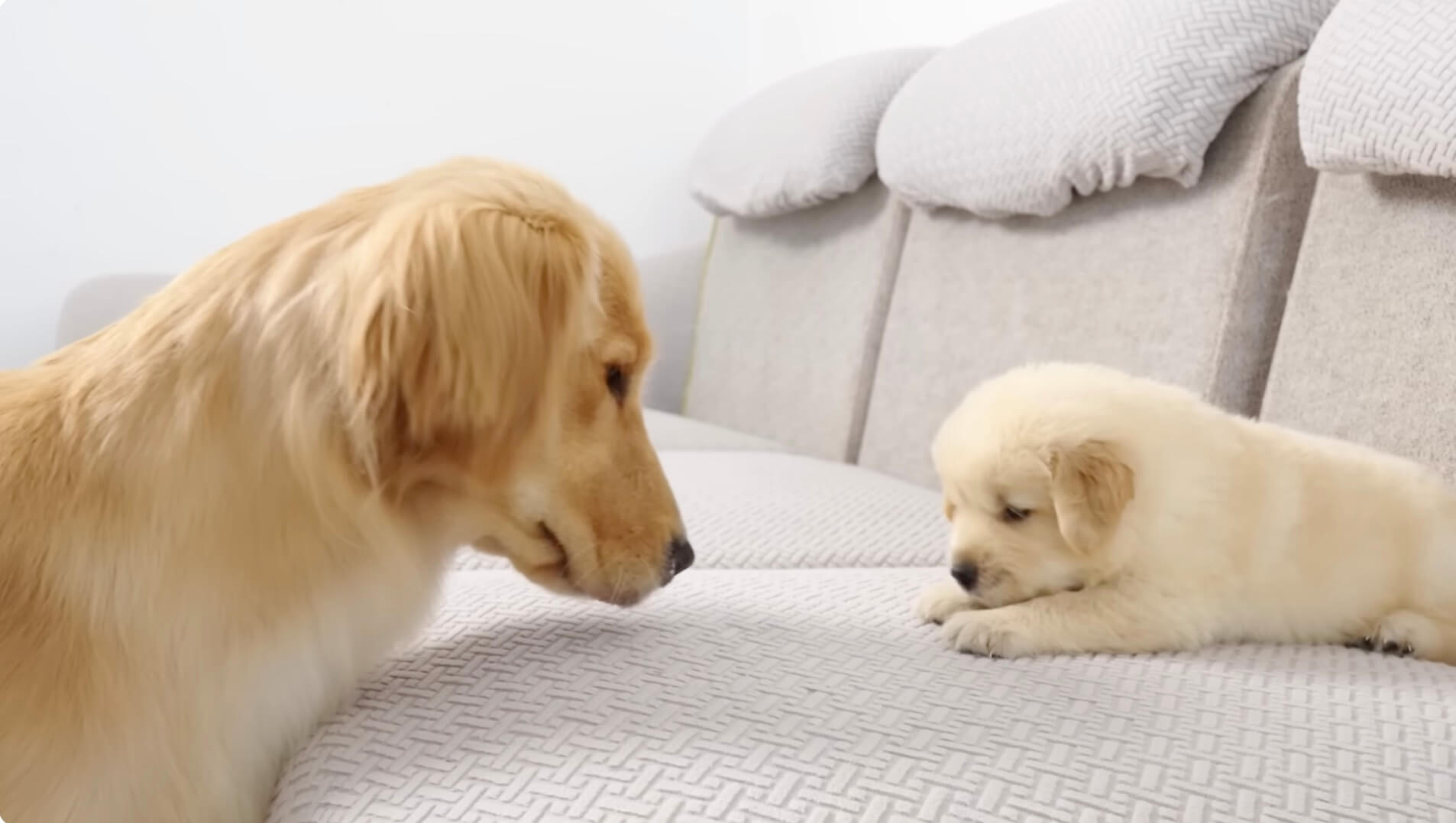 ゴールデンレトリーバー,動画