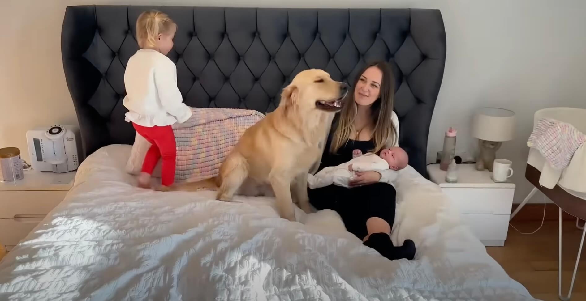 ゴールデンレトリーバー,動画