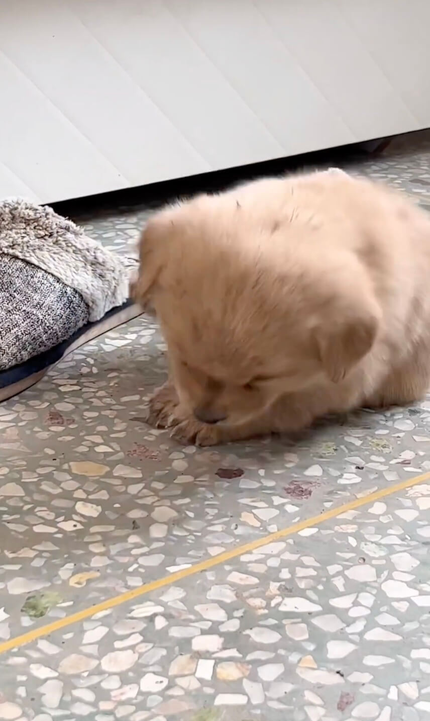 ゴールデンレトリーバー,動画