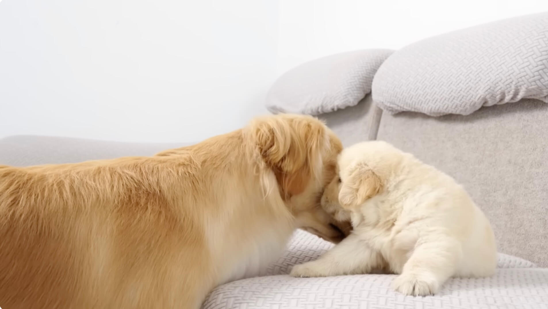 ゴールデンレトリーバー,動画