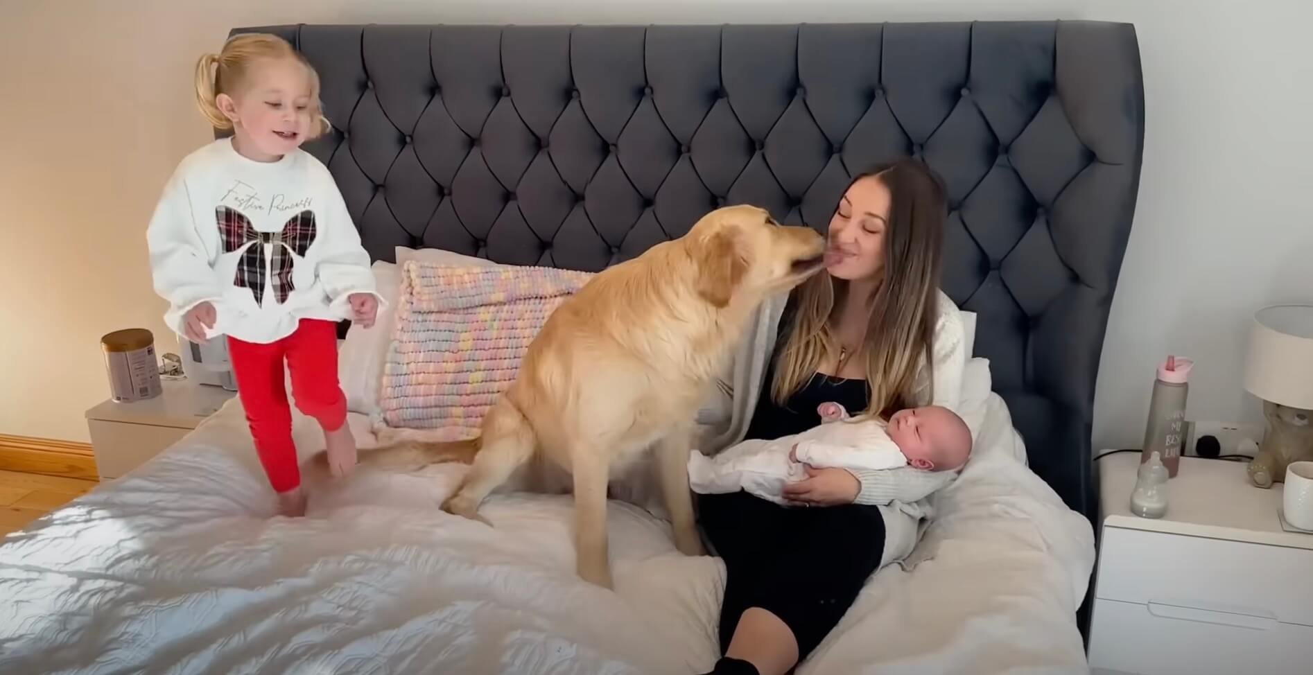 ゴールデンレトリーバー,動画