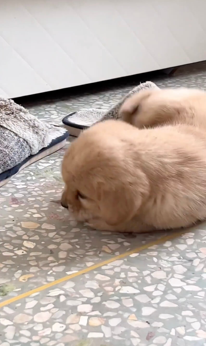 ゴールデンレトリーバー,動画