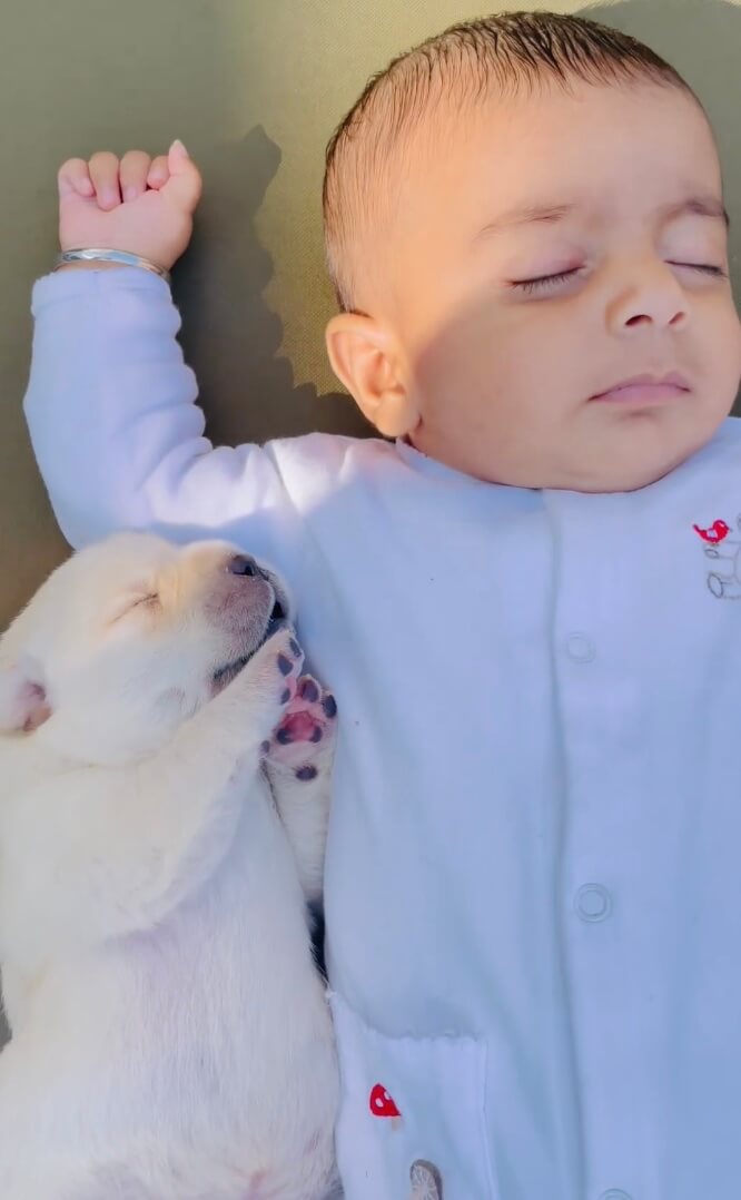 ラブラドールレトリーバー,動画