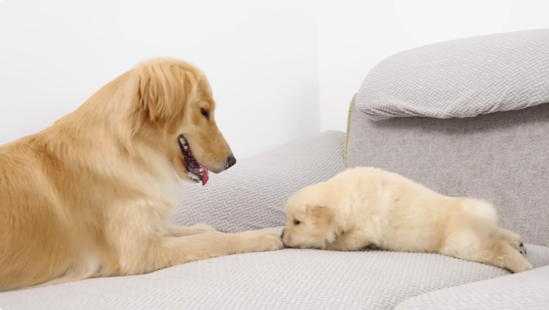 ゴールデンレトリーバー,動画