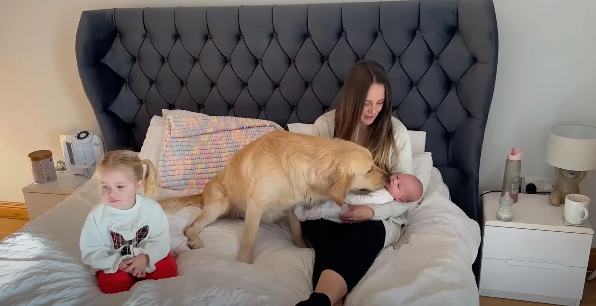 ゴールデンレトリーバー,動画