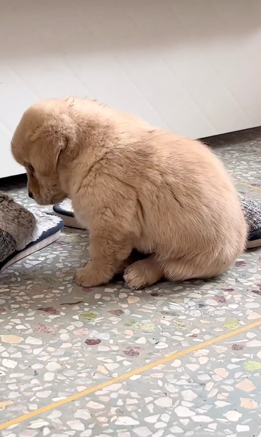 ゴールデンレトリーバー,動画