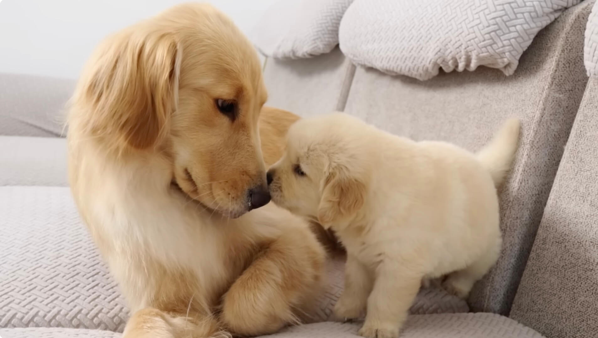 ゴールデンレトリーバー,動画