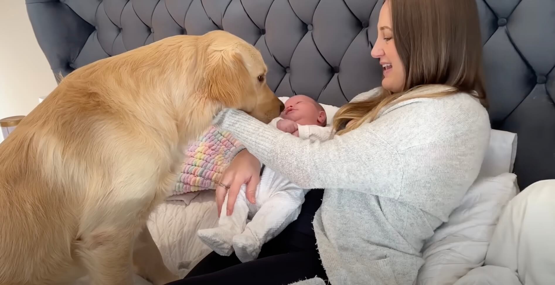 ゴールデンレトリーバー,動画