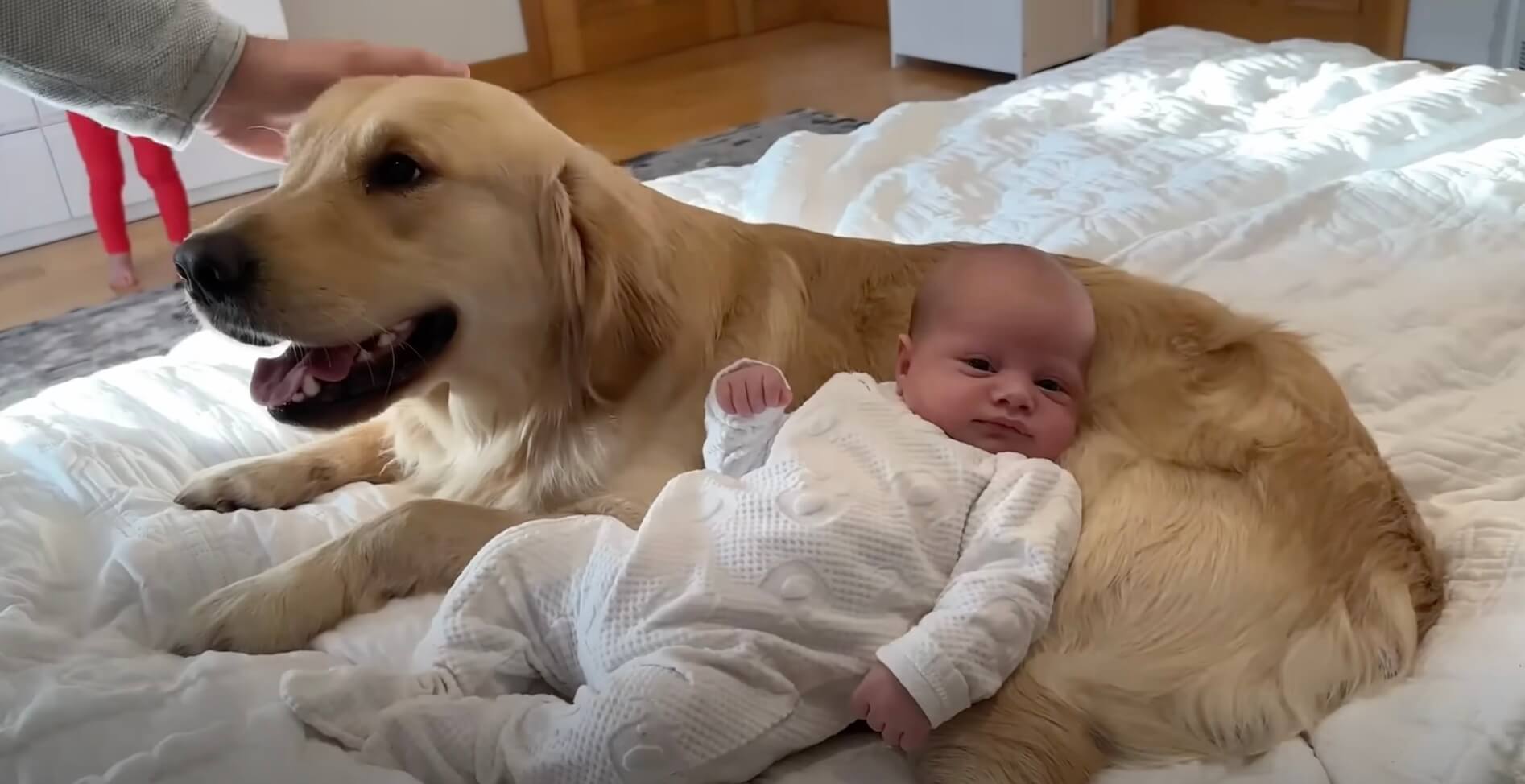 ゴールデンレトリーバー,動画