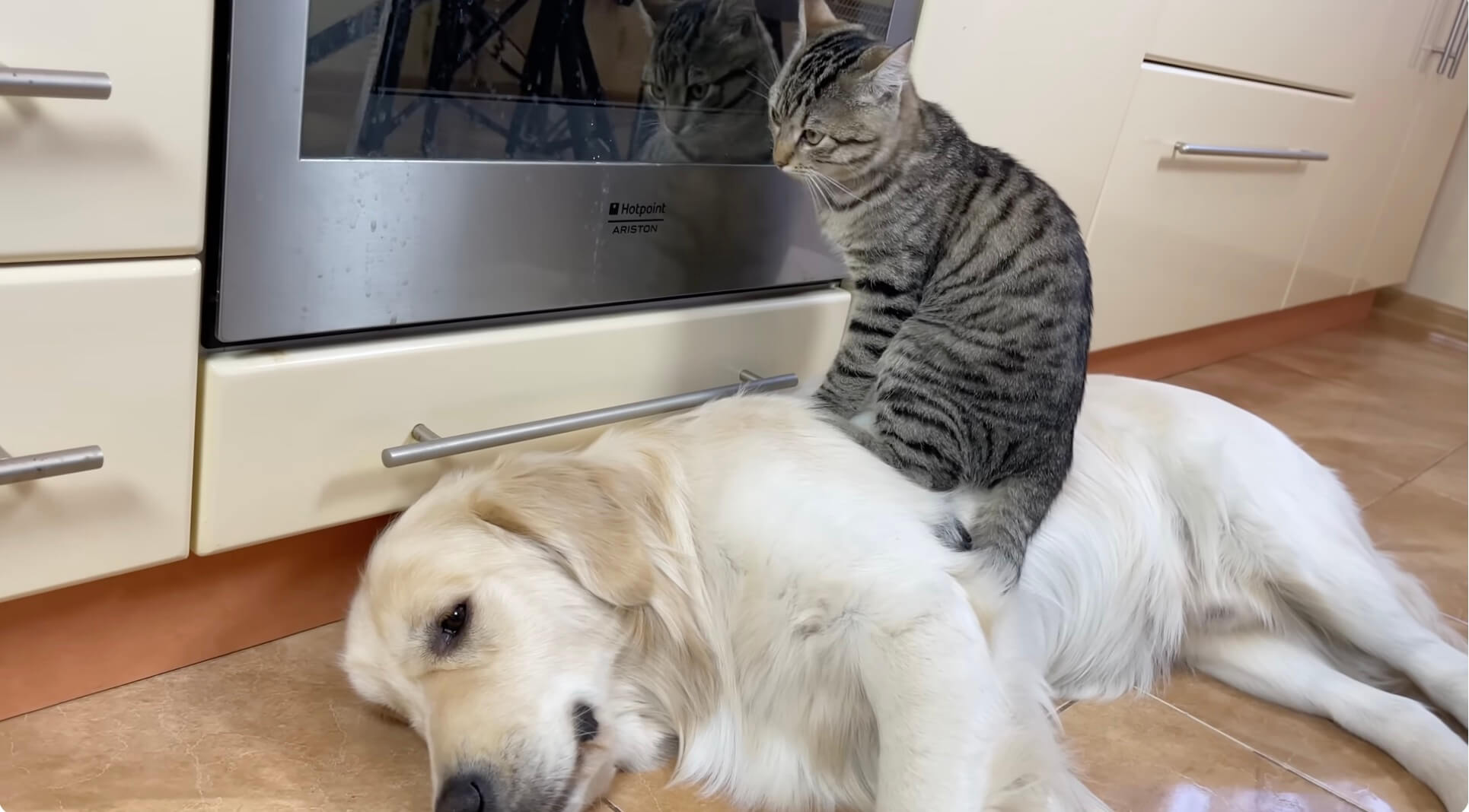 ゴールデンレトリーバー,動画