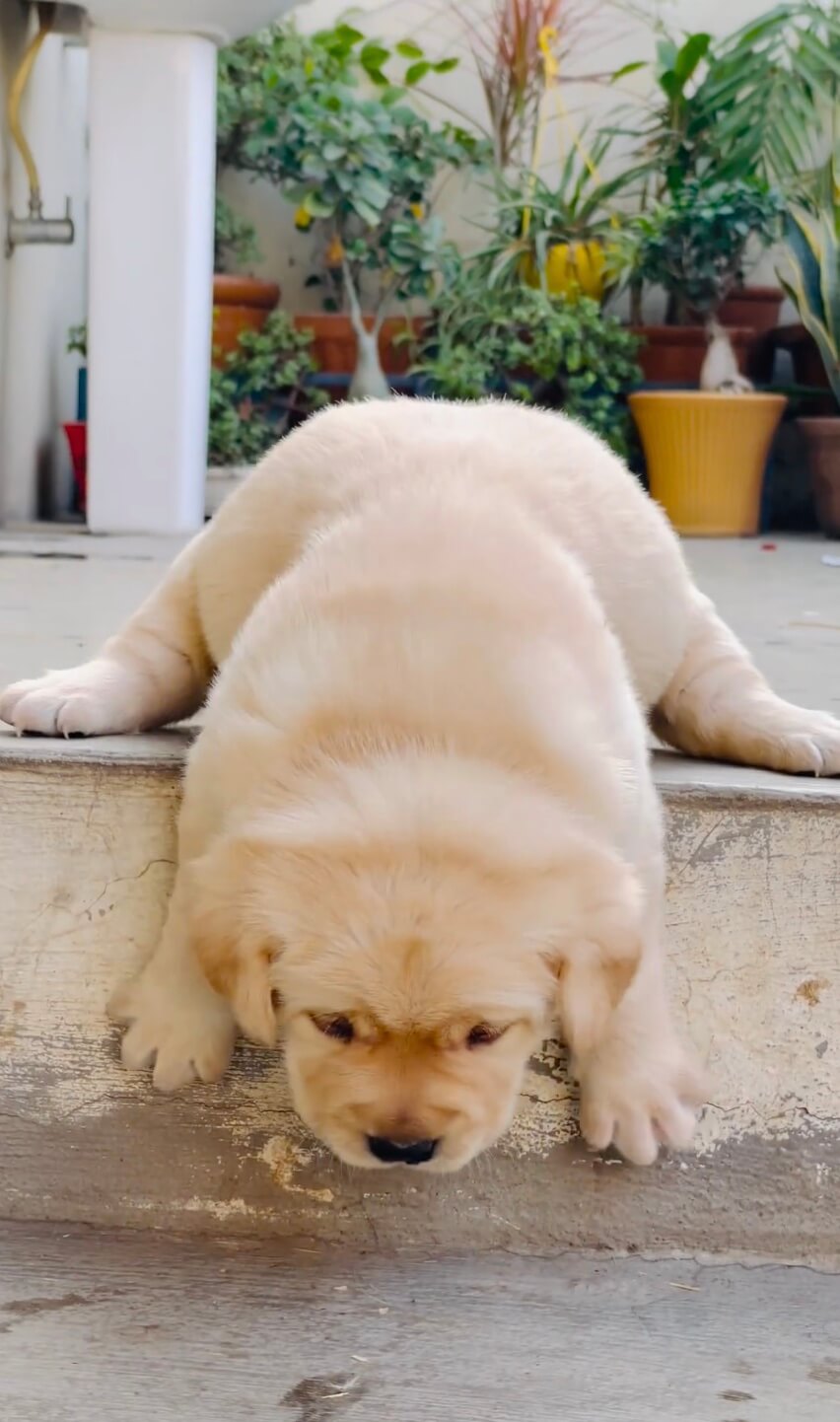 ラブラドールレトリーバー,動画