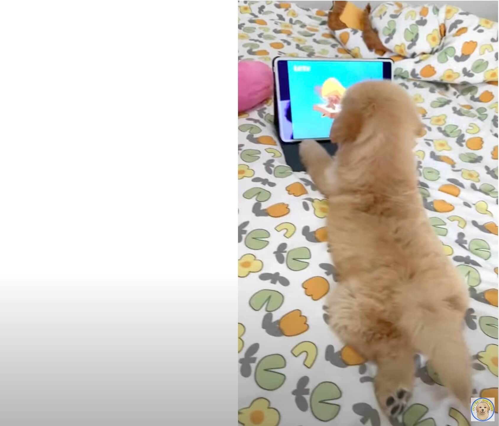 ゴールデンレトリーバー,動画