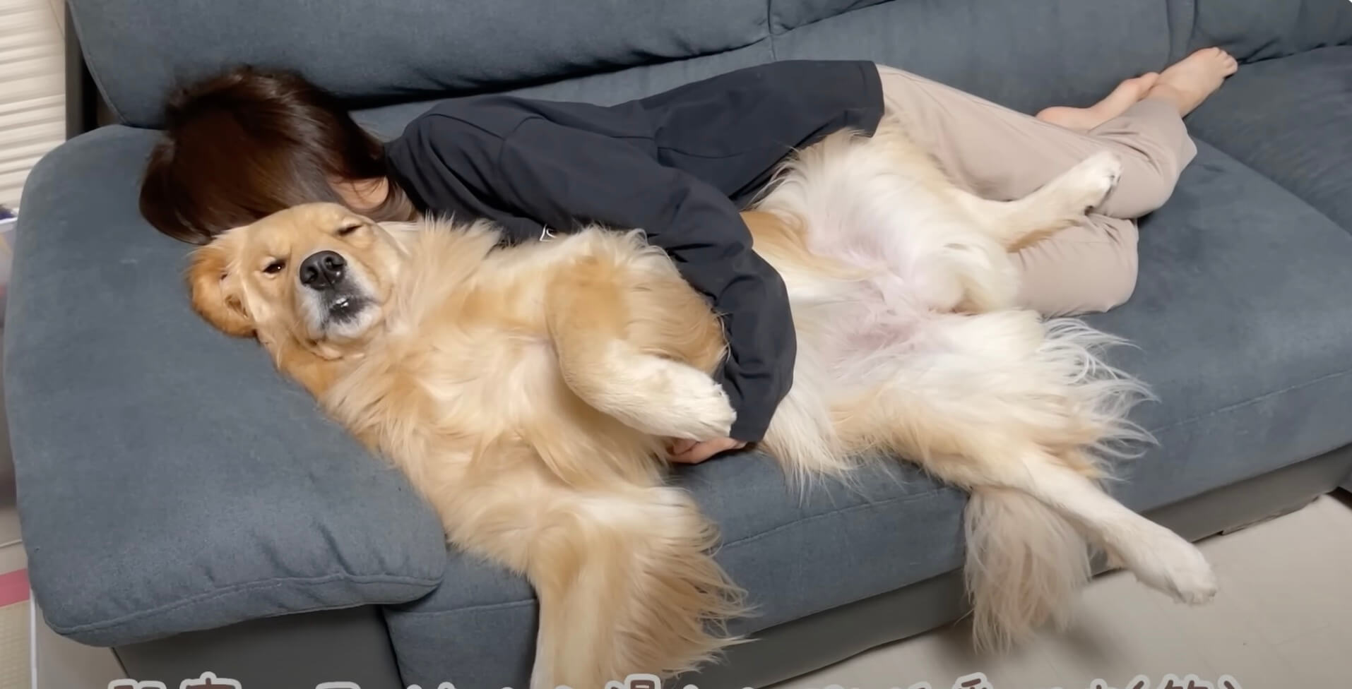 ゴールデンレトリーバー,動画