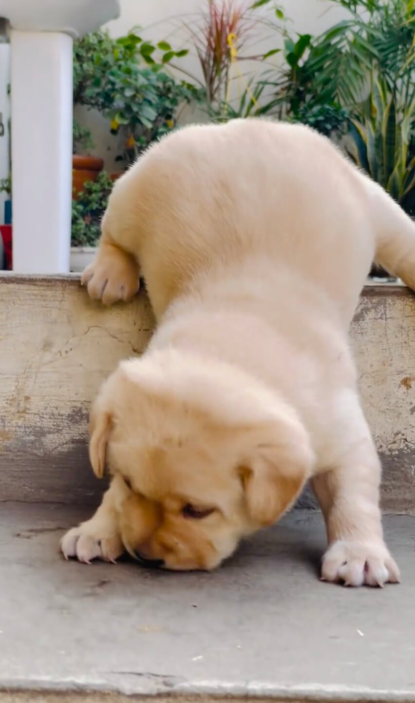 ラブラドールレトリーバー,動画