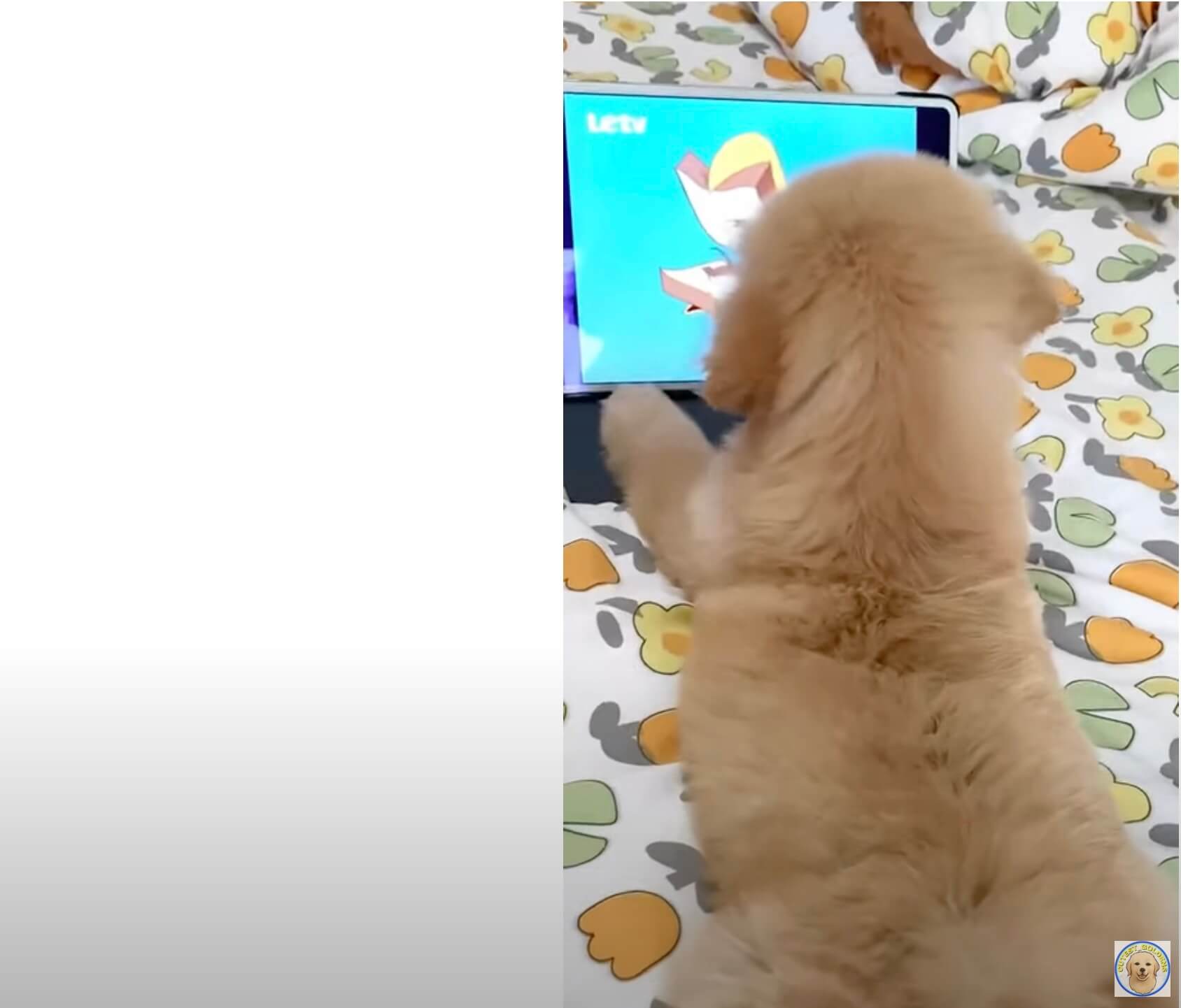 ゴールデンレトリーバー,動画