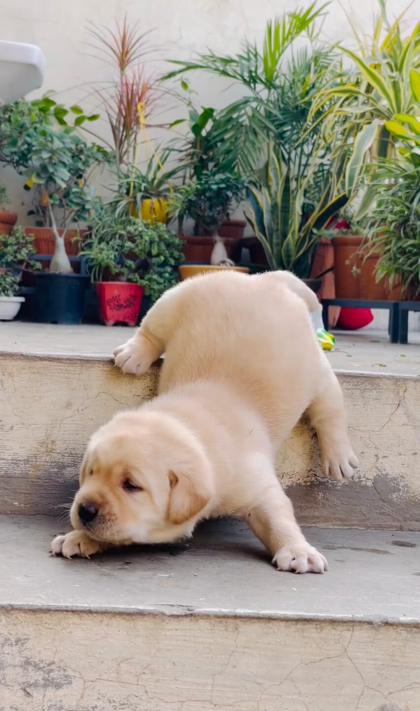 ラブラドールレトリーバー,動画