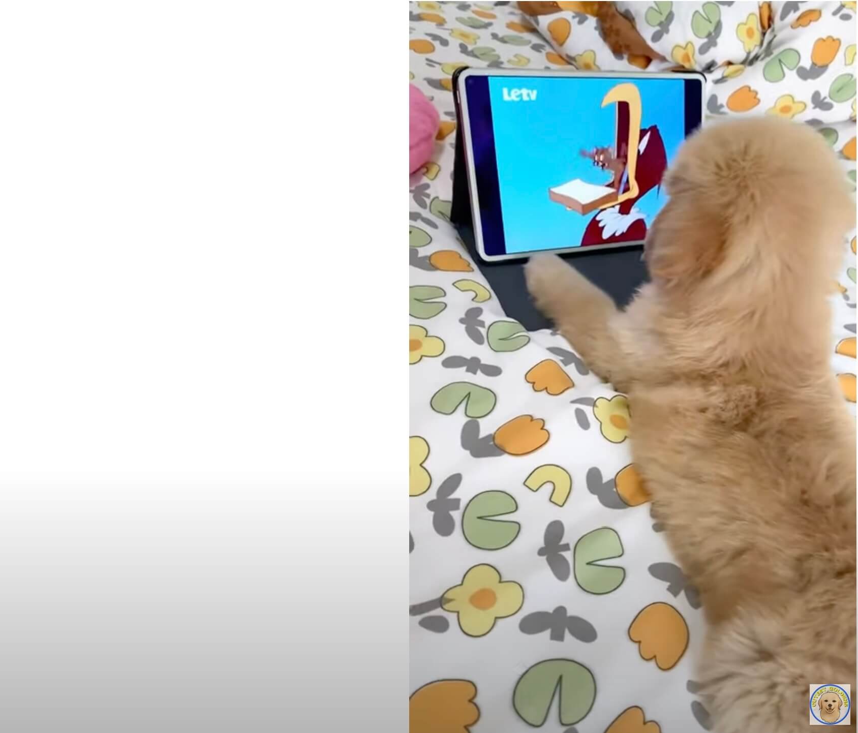 ゴールデンレトリーバー,動画