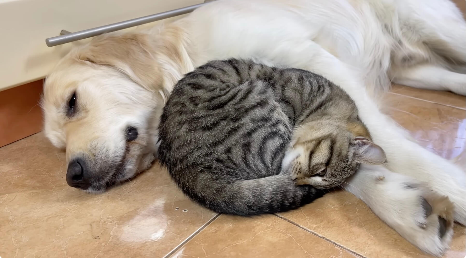 ゴールデンレトリーバー,動画