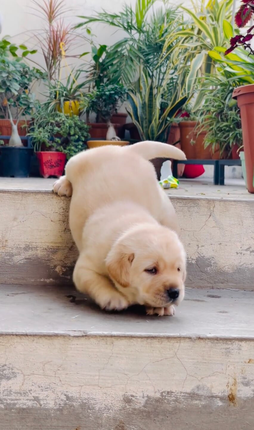 ラブラドールレトリーバー,動画