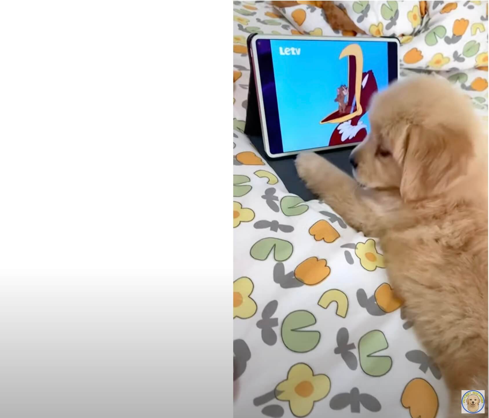 ゴールデンレトリーバー,動画