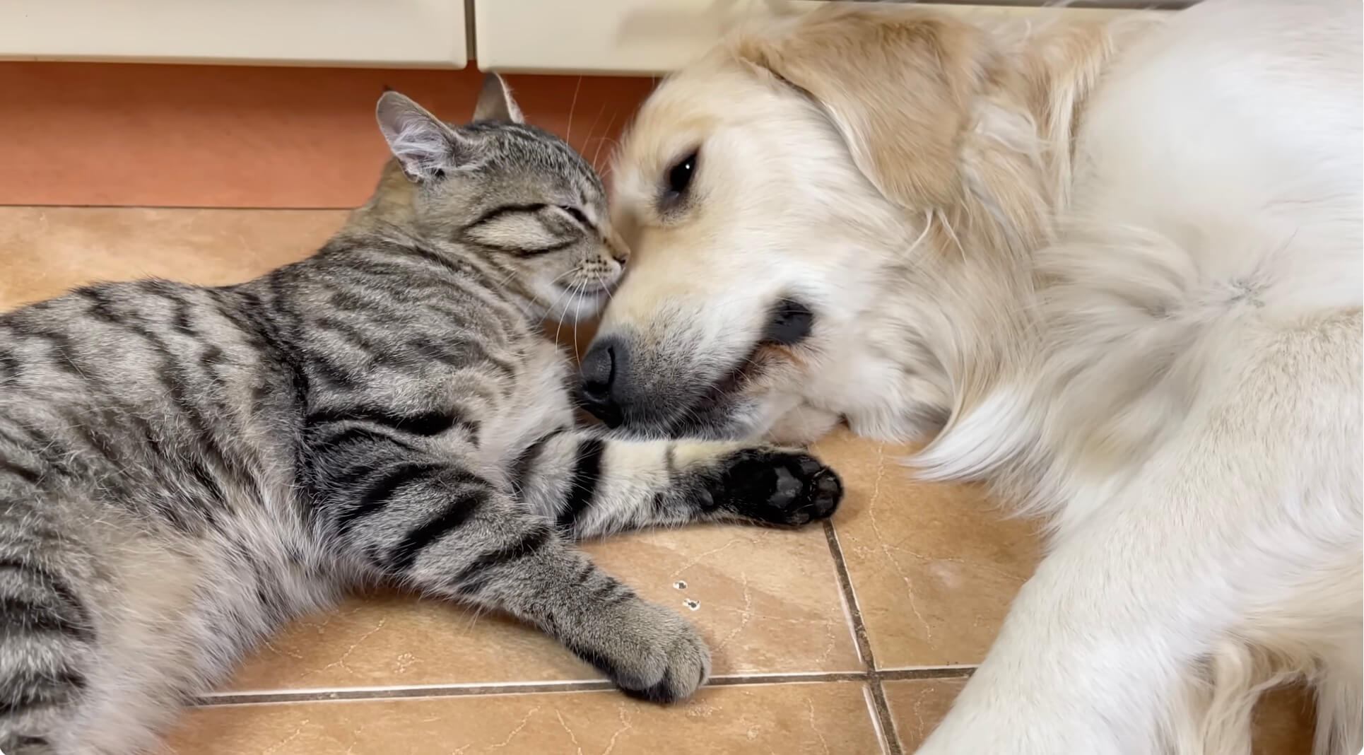 ゴールデンレトリーバー,動画