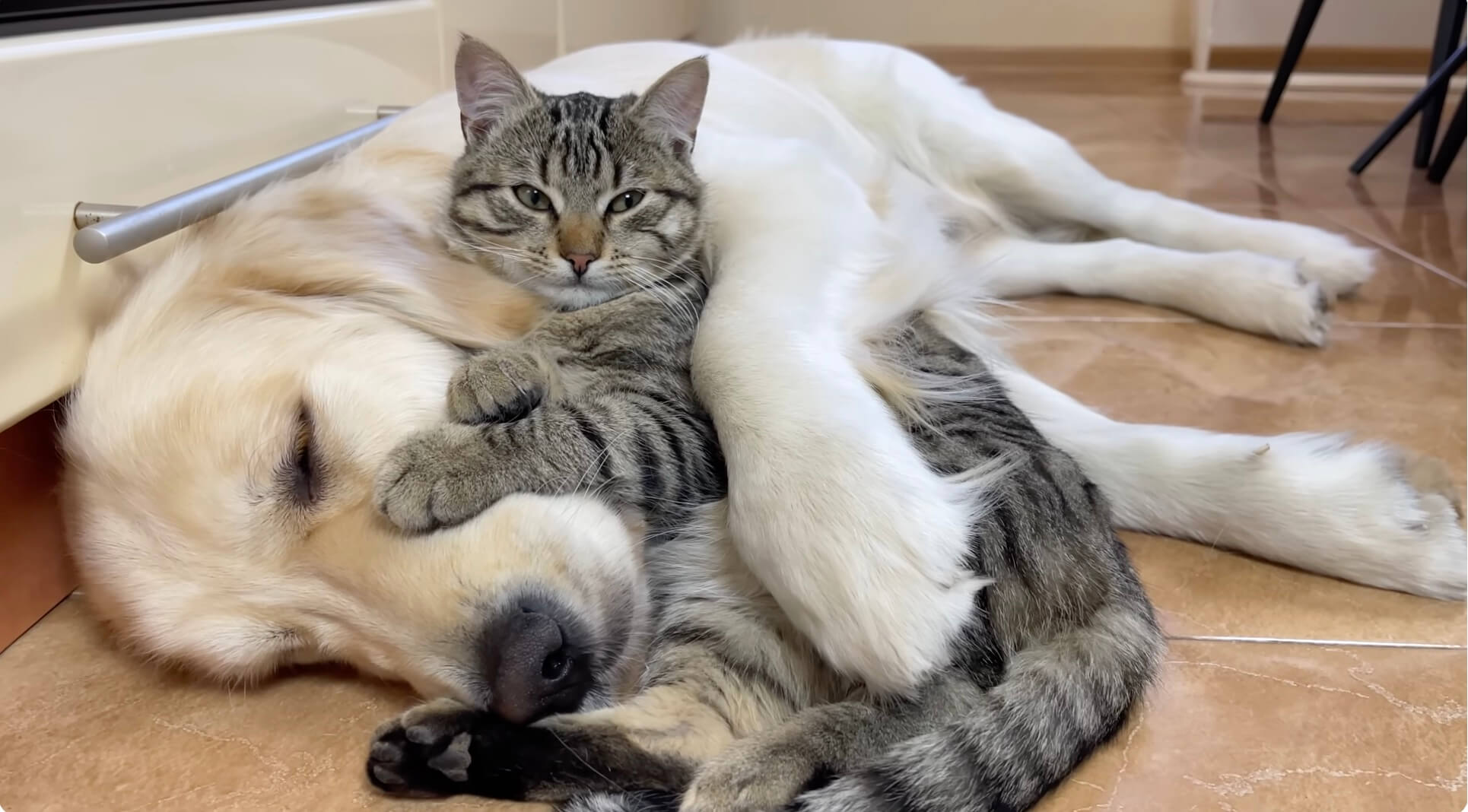 ゴールデンレトリーバー,動画