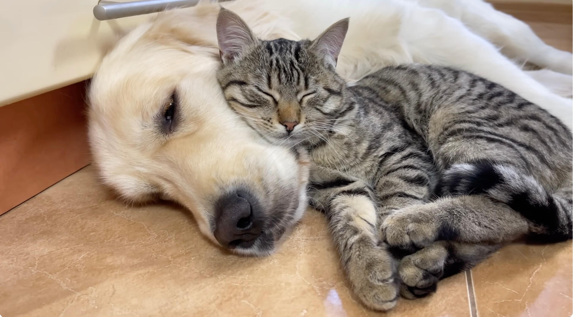 ゴールデンレトリーバー,動画