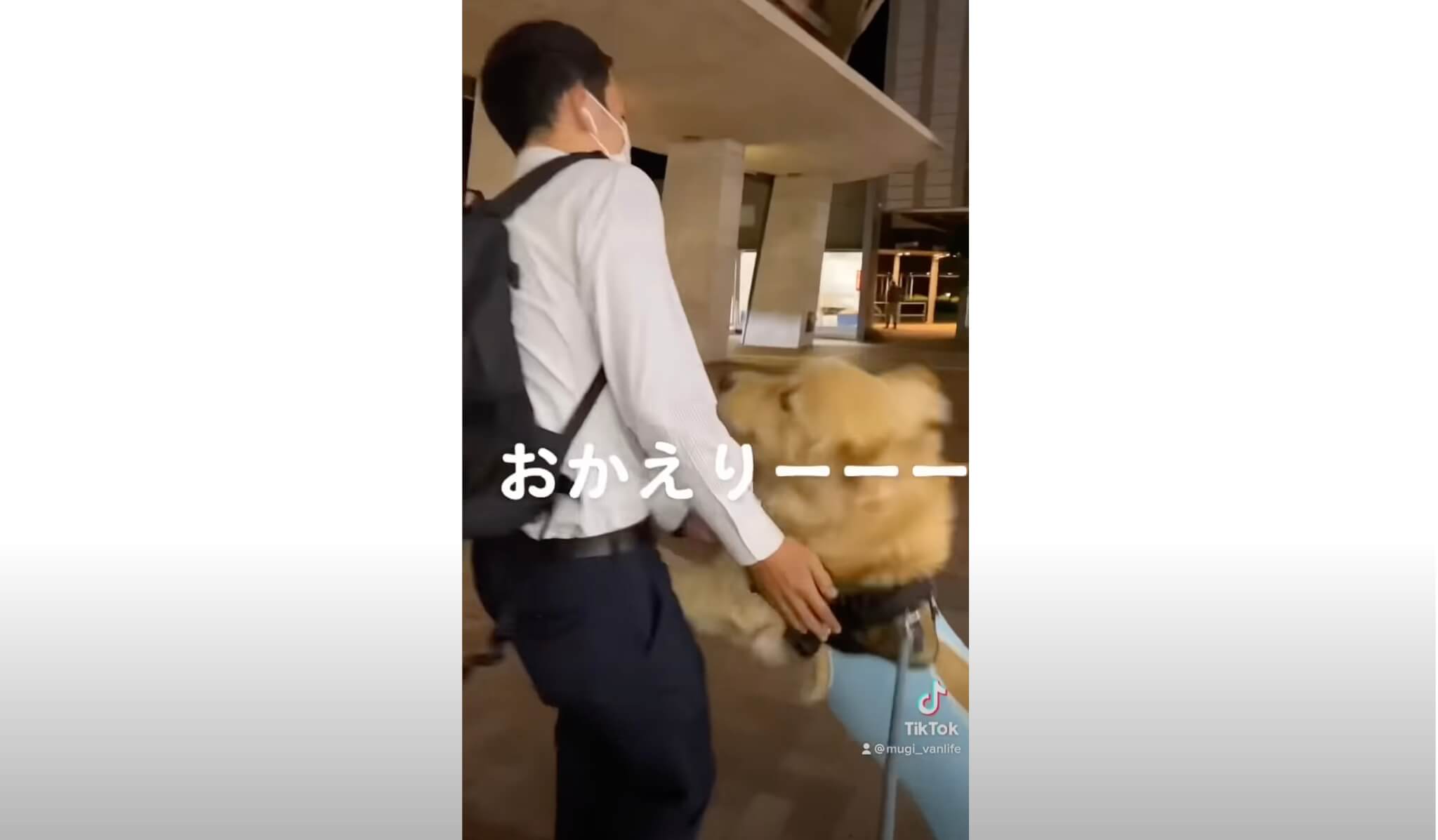 ゴールデンレトリーバー,動画