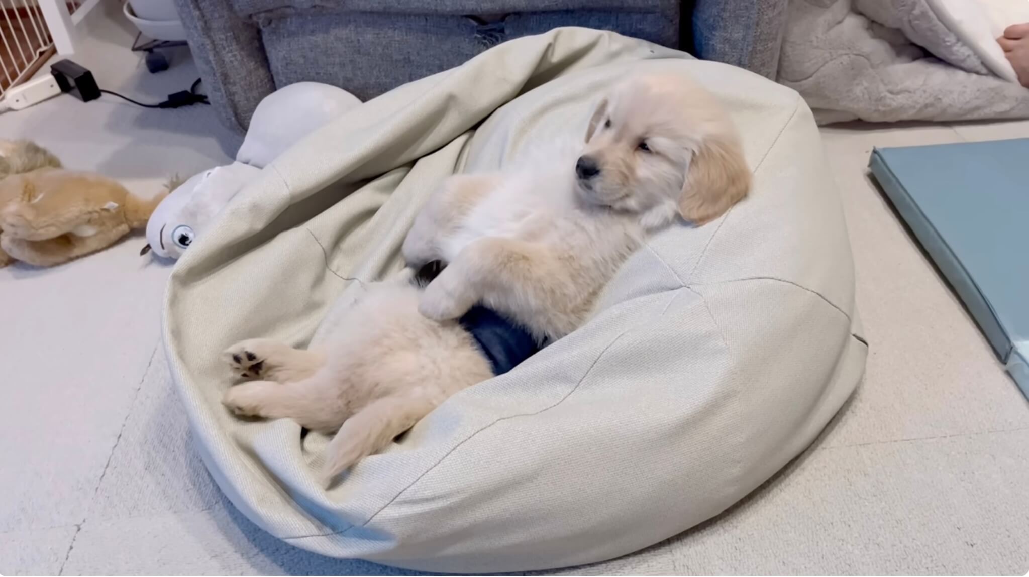 ゴールデンレトリーバー,動画