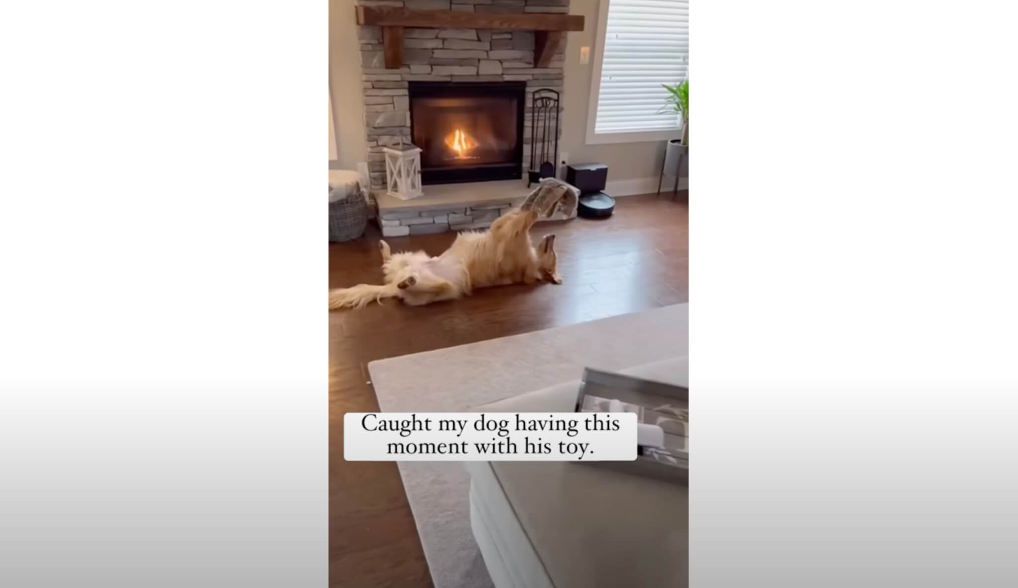 ゴールデンレトリーバー,動画