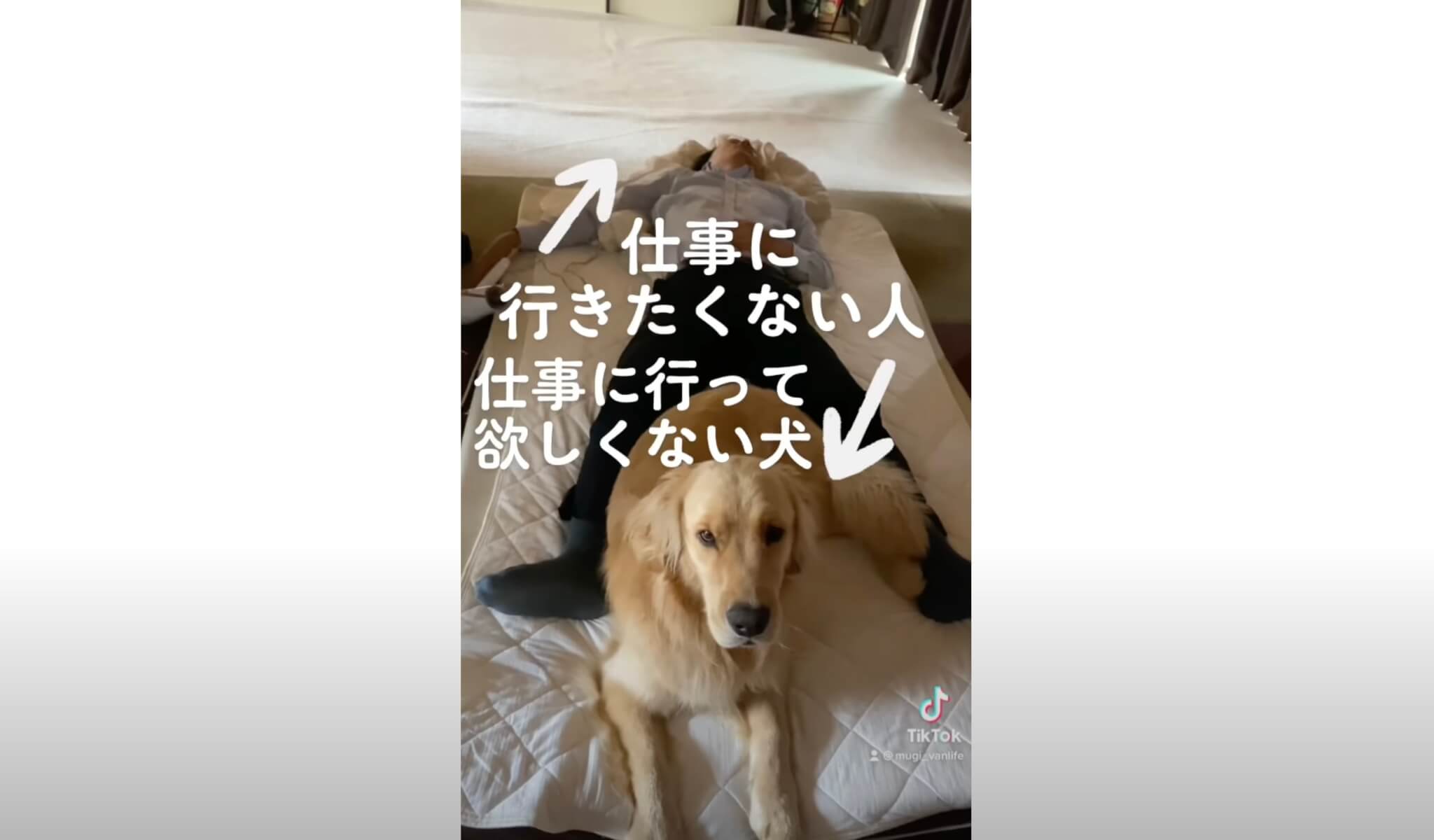 ゴールデンレトリーバー,動画