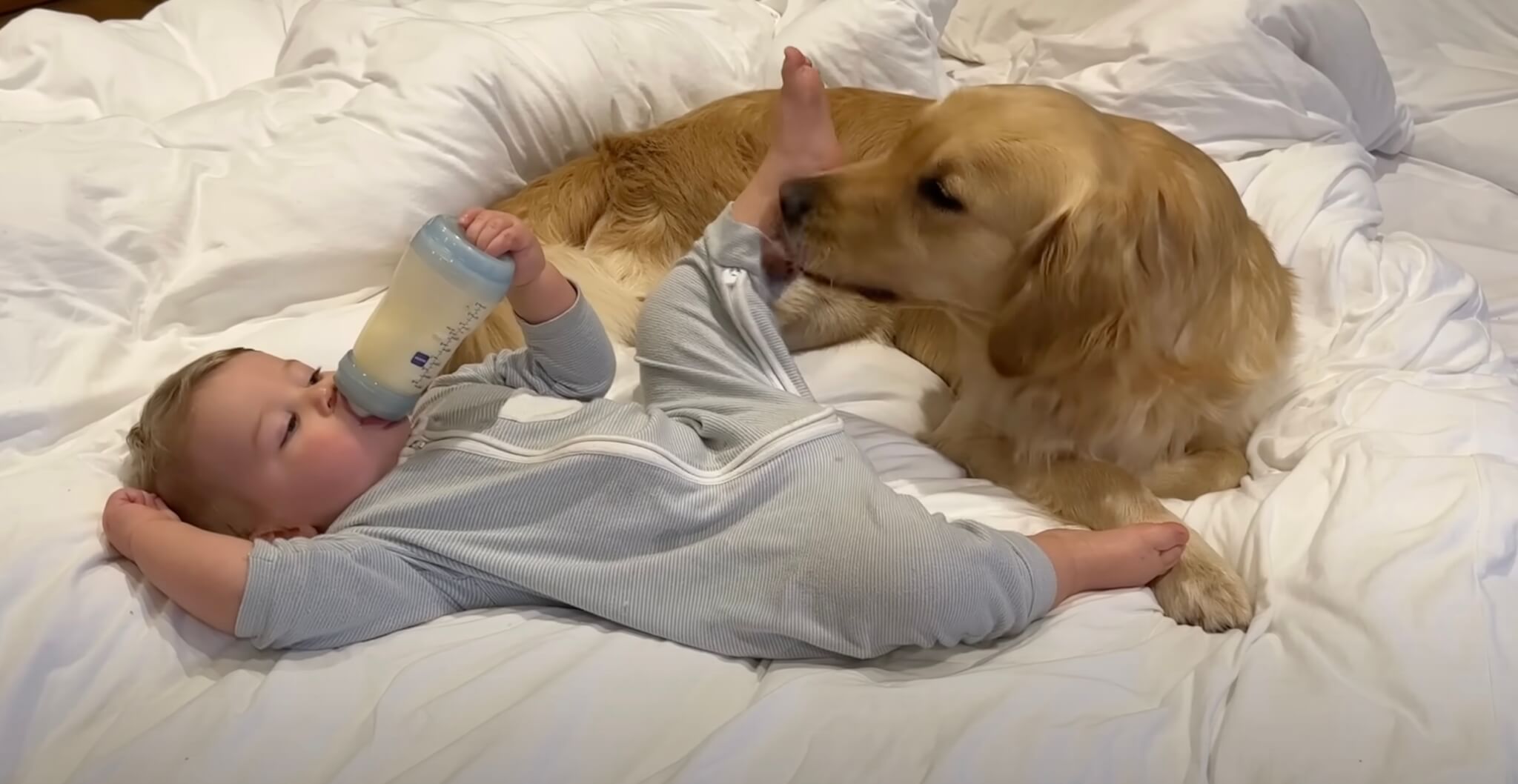 ゴールデンレトリーバー,動画