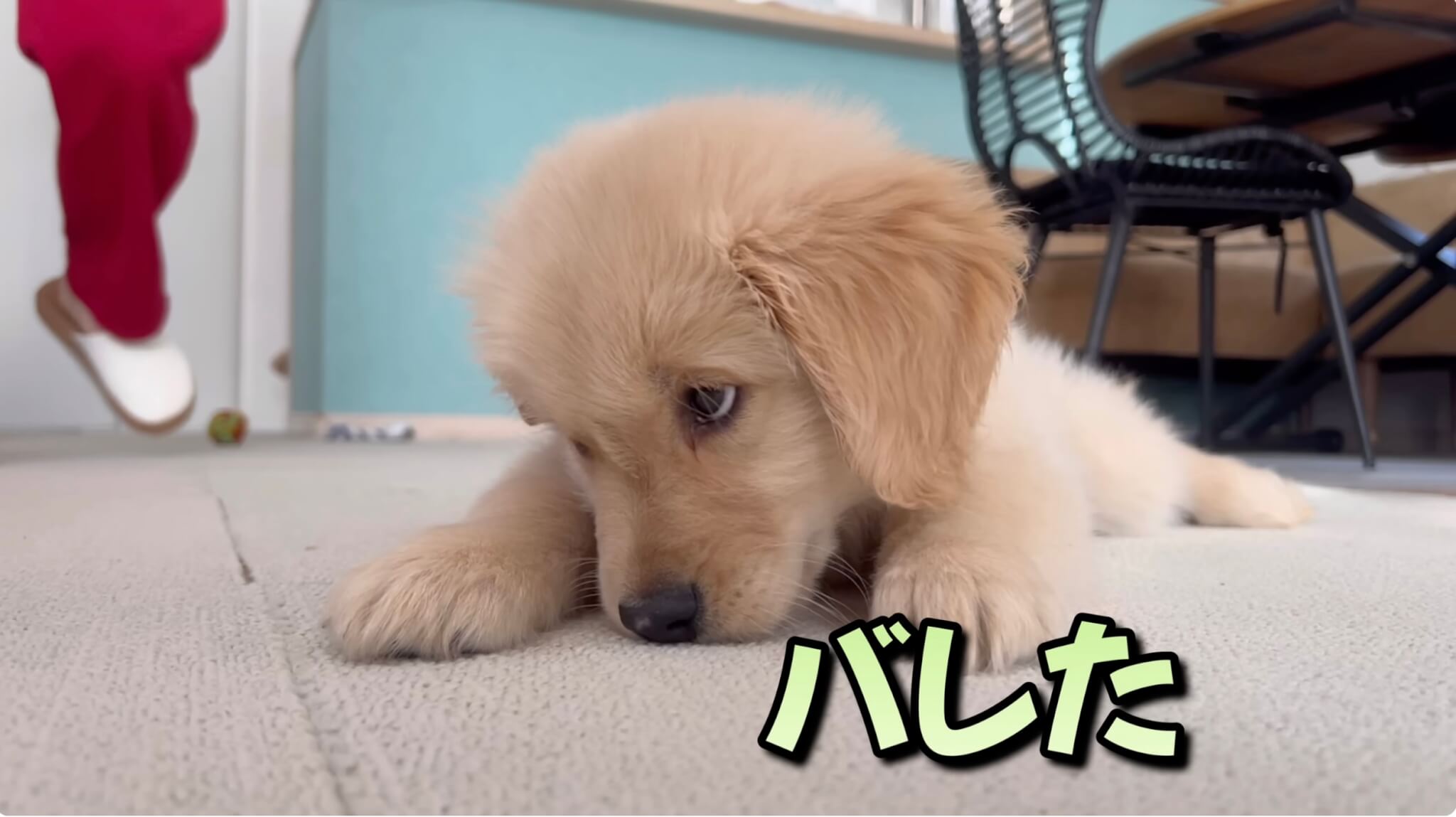 ゴールデンレトリーバー,動画