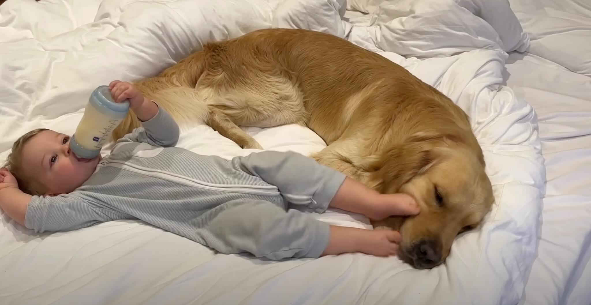 ゴールデンレトリーバー,動画