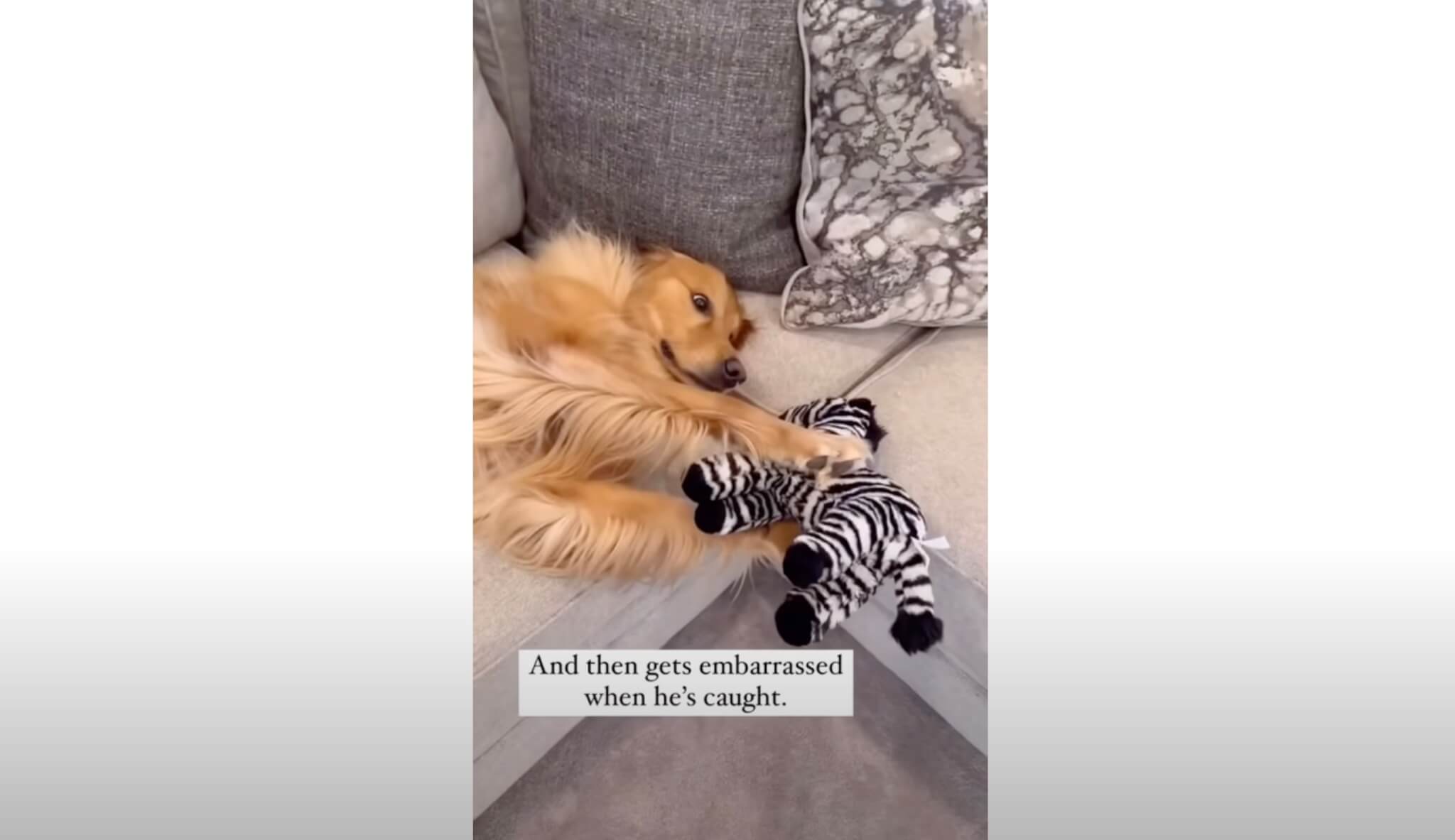 ゴールデンレトリーバー,動画