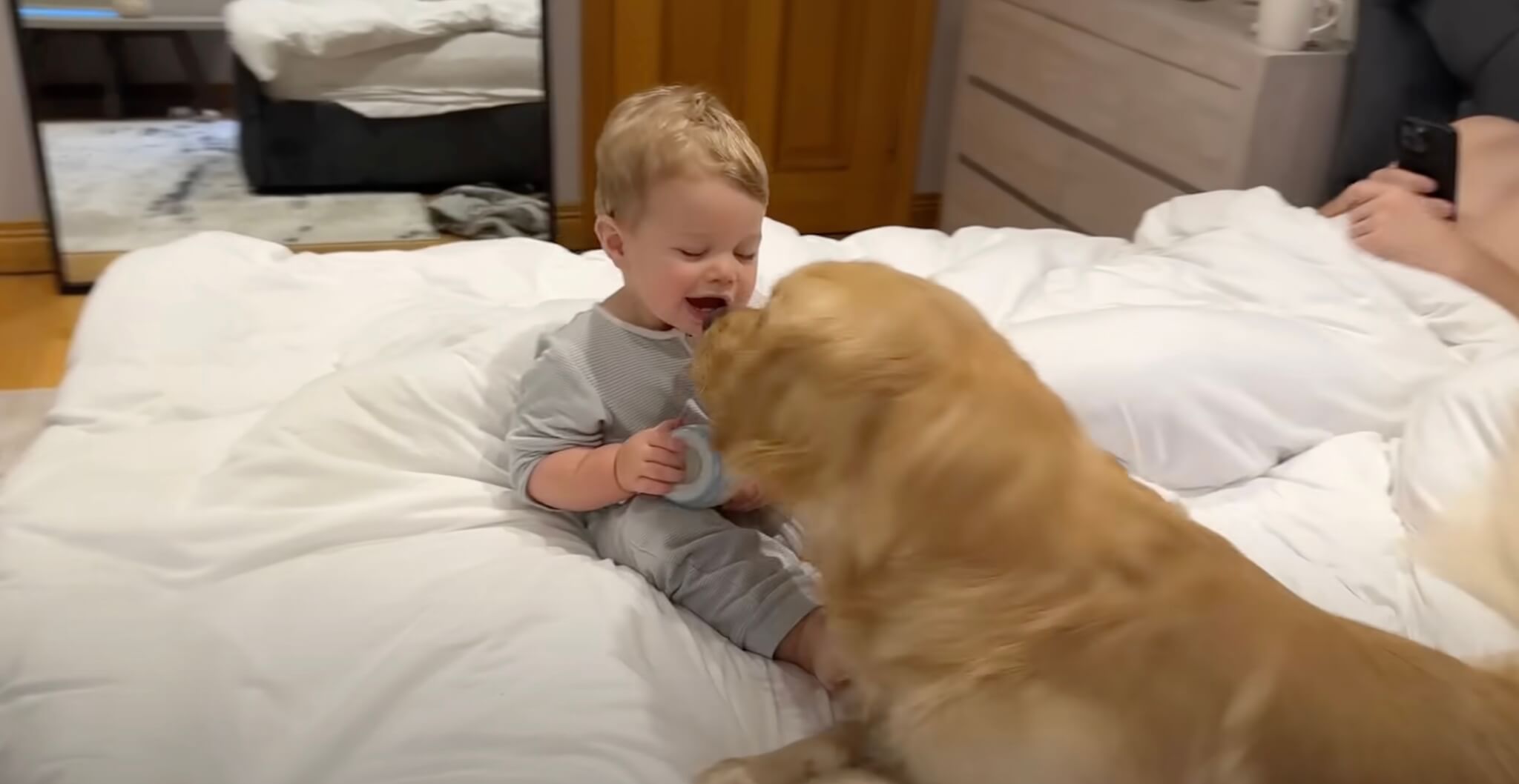 ゴールデンレトリーバー,動画