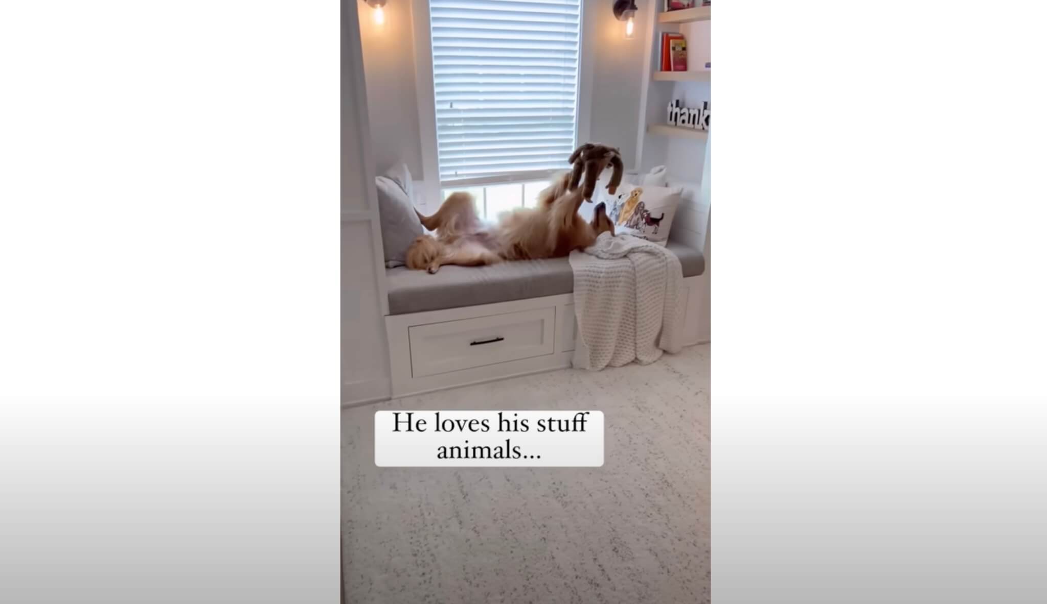 ゴールデンレトリーバー,動画