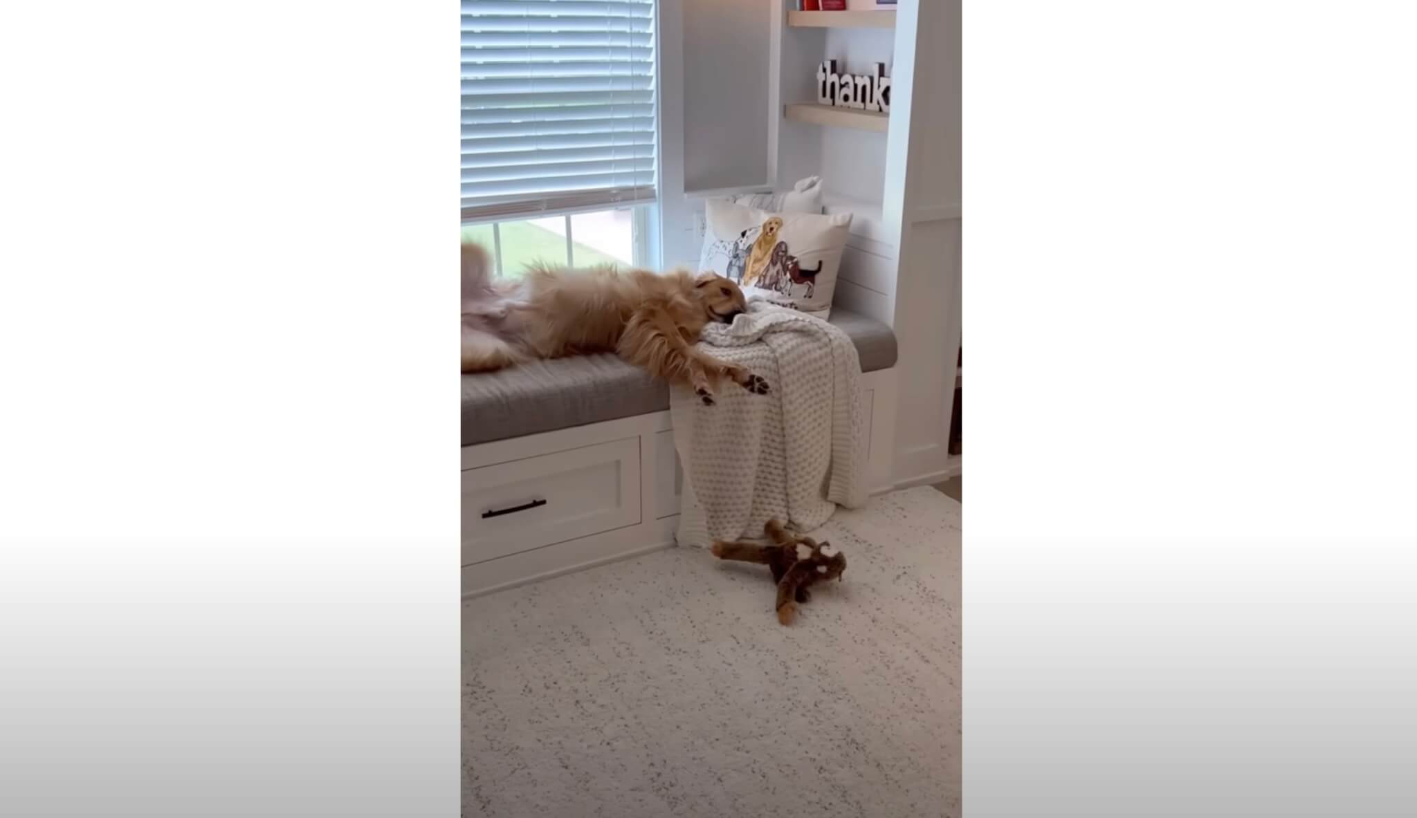 ゴールデンレトリーバー,動画