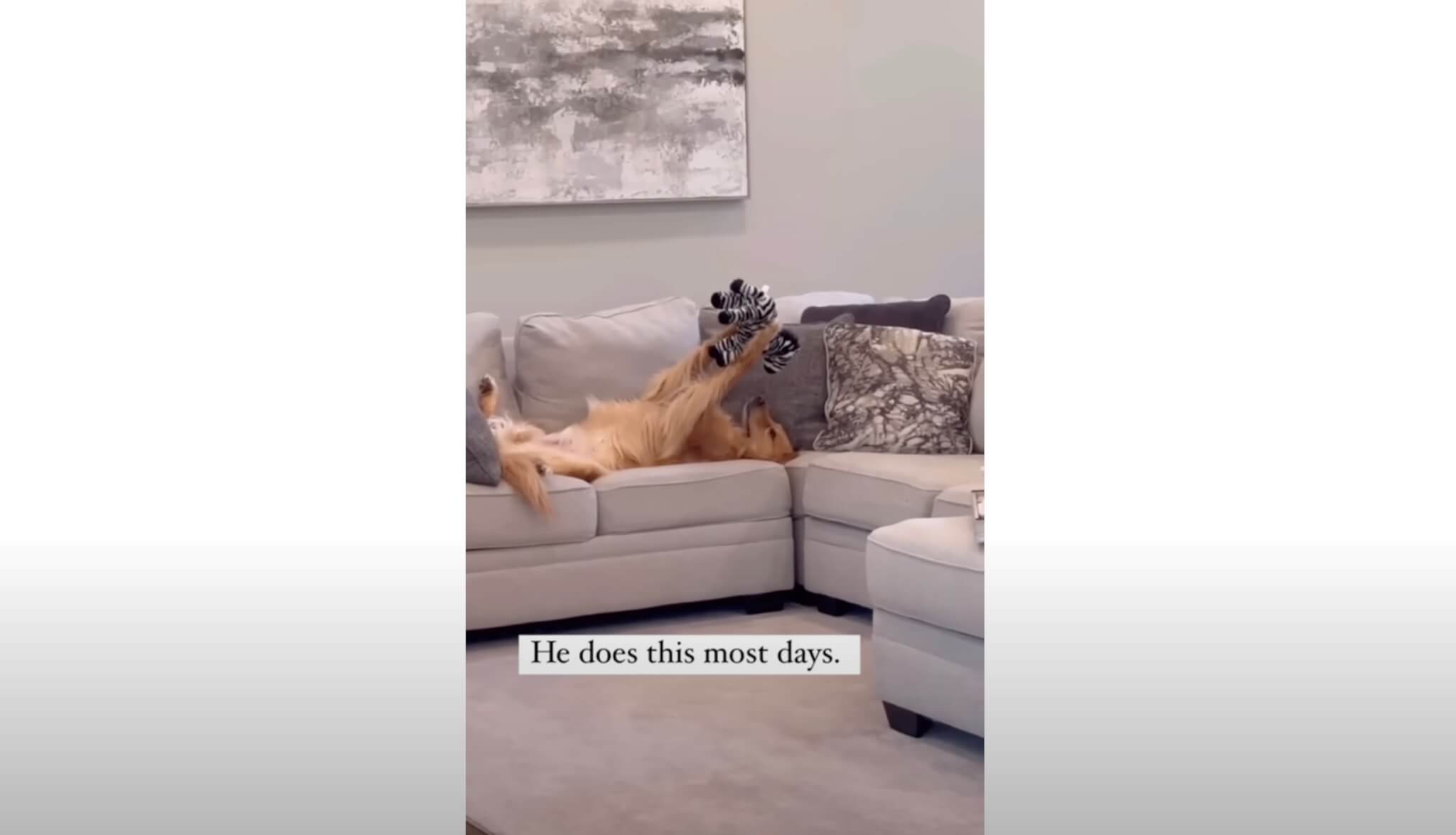 ゴールデンレトリーバー,動画