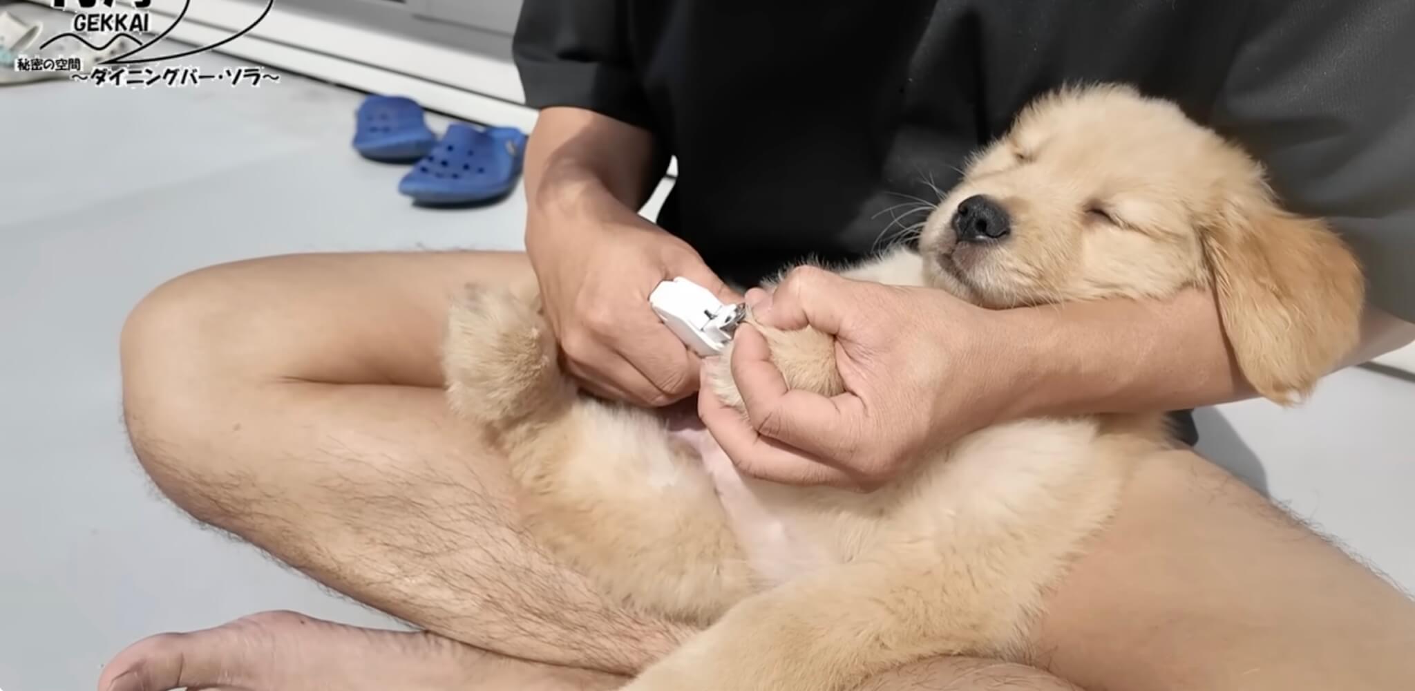 ゴールデンレトリーバー,動画